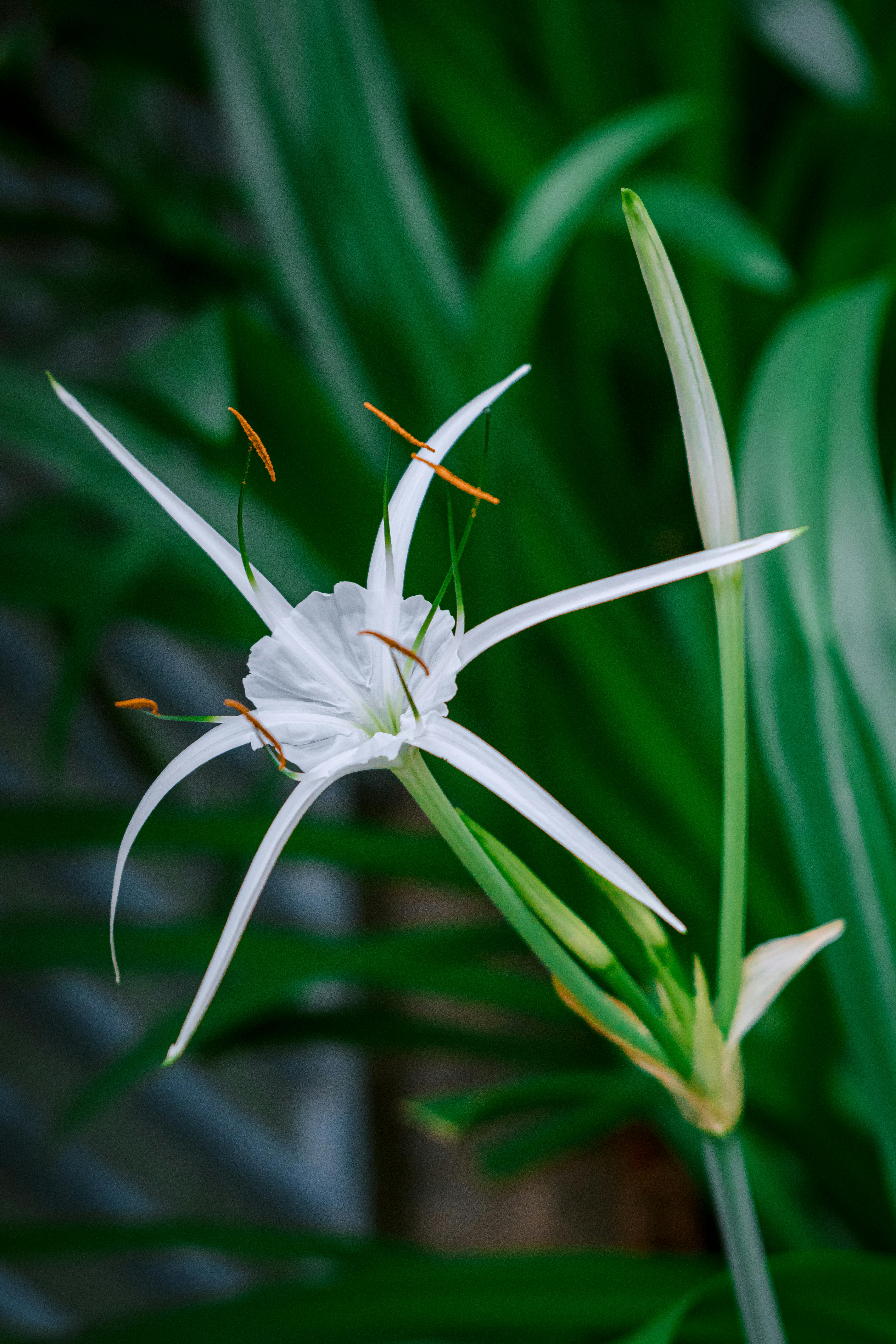 Hymenocallis littoralis Spider Lily
